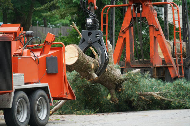 Best Leaf Removal  in Country Walk, FL